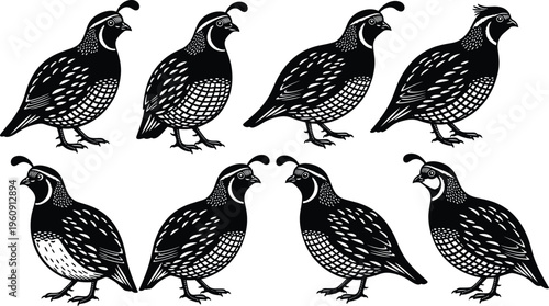 A comprehensive collection of black and white California quail bird silhouettes featuring intricate feathered patterns and crest details for nature-themed graphic design and wildlife illustrations.