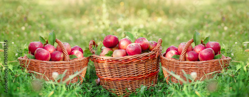 Three wicker baskets filled with ripe red apples green grass in orchard during sunny autumn harvest