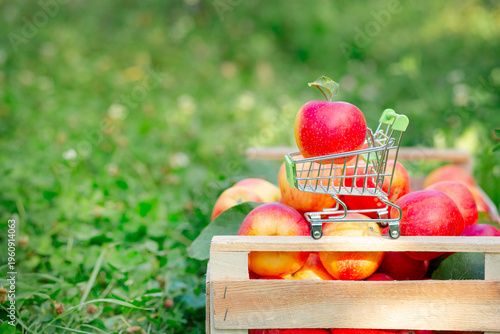 Red apple placed in miniature shopping cart on wooden crate filled with fresh apples in orchard.