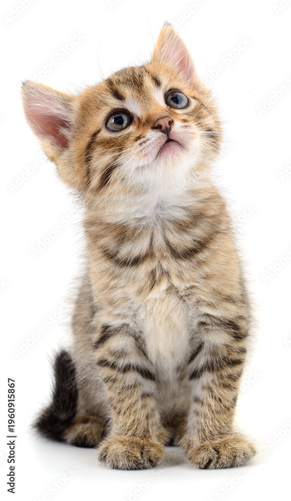 Obraz premium Small tabby kitten sitting and looking up isolated on white
