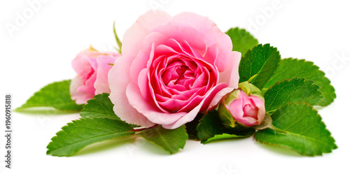 Beautiful pink rose flowers with green leaves isolated on white