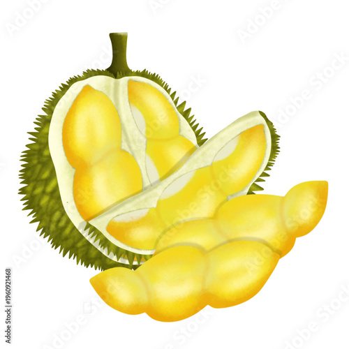 Illustration of durian fruit with spiky shell and rich tropical detail