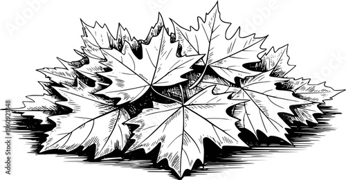 Black and white of a pile of autumn maple leaves with detailed linework and shading