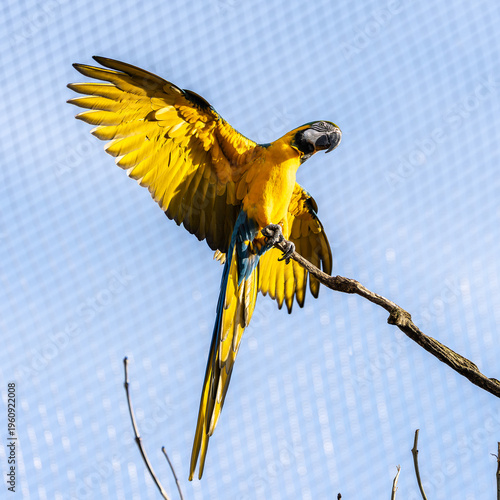 The Blue-and-yellow Macaw, Ara ararauna is a large South American parrot