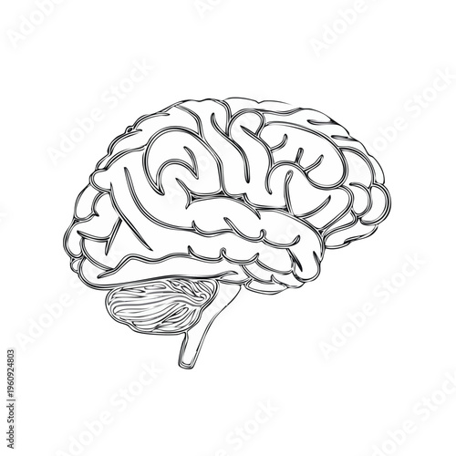 Line art drawing of a human brain showing cerebrum cerebellum and brainstem