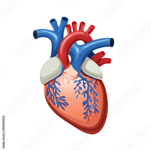 Anatomical illustration of a human heart with red arteries and blue veins, signifying circulation and life