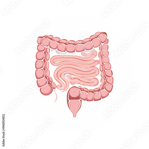 Illustration of the human digestive system intestines and colon