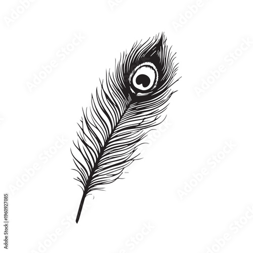 Vector illustration of a single peacock feather with intricate details on a white background, showcasing a logo-like eye pattern.