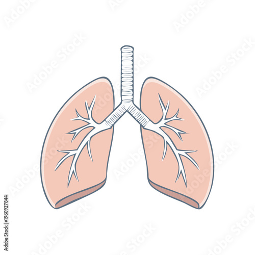 Artistic representation of the human respiratory system lungs and trachea diagram