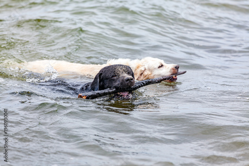 Billede på lærred Two Labradors, one dark and one light, are swimming in the sea, each holding the same stick in its mouth