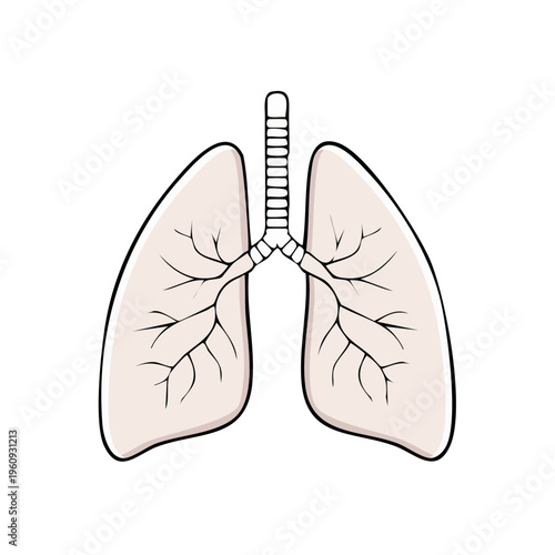 Anatomical illustration of human lungs and trachea showing internal branching airways