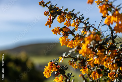 Darwin's Barberry in bloom, on a sunny spring day