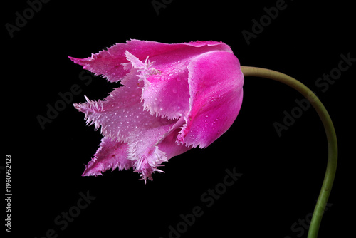 Bright purple tulip in dew drops isolated on black