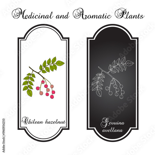 Chilean hazelnut (Gevuina avellana), edible and medicinal plant. Hand drawn botanical vector illustration
