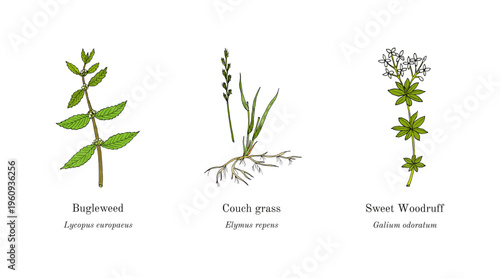 Collection of edible and medicinal plants. Hand drawn botanical vector illustration