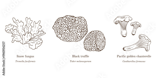 Collection of edible and medicinal mushrooms. Hand drawn botanical vector illustration