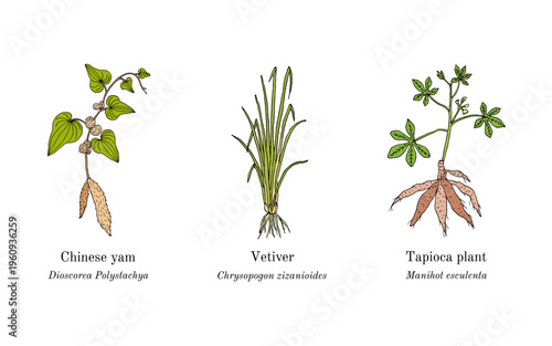 Collection of edible and medicinal plants. Hand drawn botanical vector illustration
