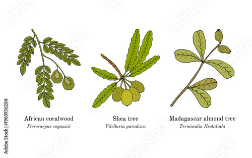 Collection of edible and medicinal plants. Hand drawn botanical vector illustration