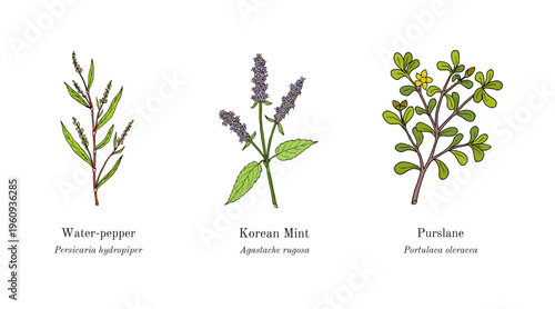 Collection of edible and medicinal plants. Hand drawn botanical vector illustration