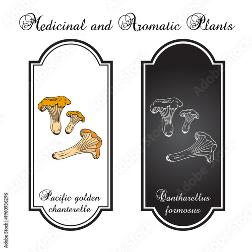 Pacific golden chanterelle (cantharellus formosus), official state mushroom of Oregon. Hand drawn vector illustration