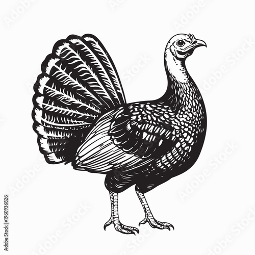 Domestic Turkey Poultry Side View Illustration for Farm Branding