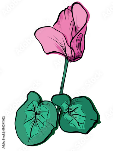 Pink cyclamen flower with leaves in botanical style vector