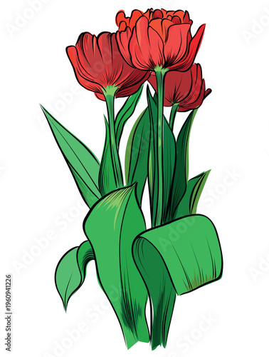 Bouquet of red tulips with green leaves in bloom vector