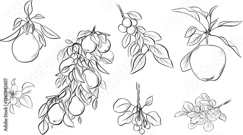 Set with apple pear cherry and blooming fruit branches vector