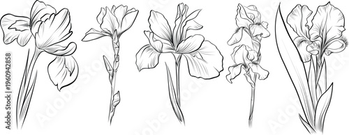 Large set of iris flowers and floral branch sketches vector