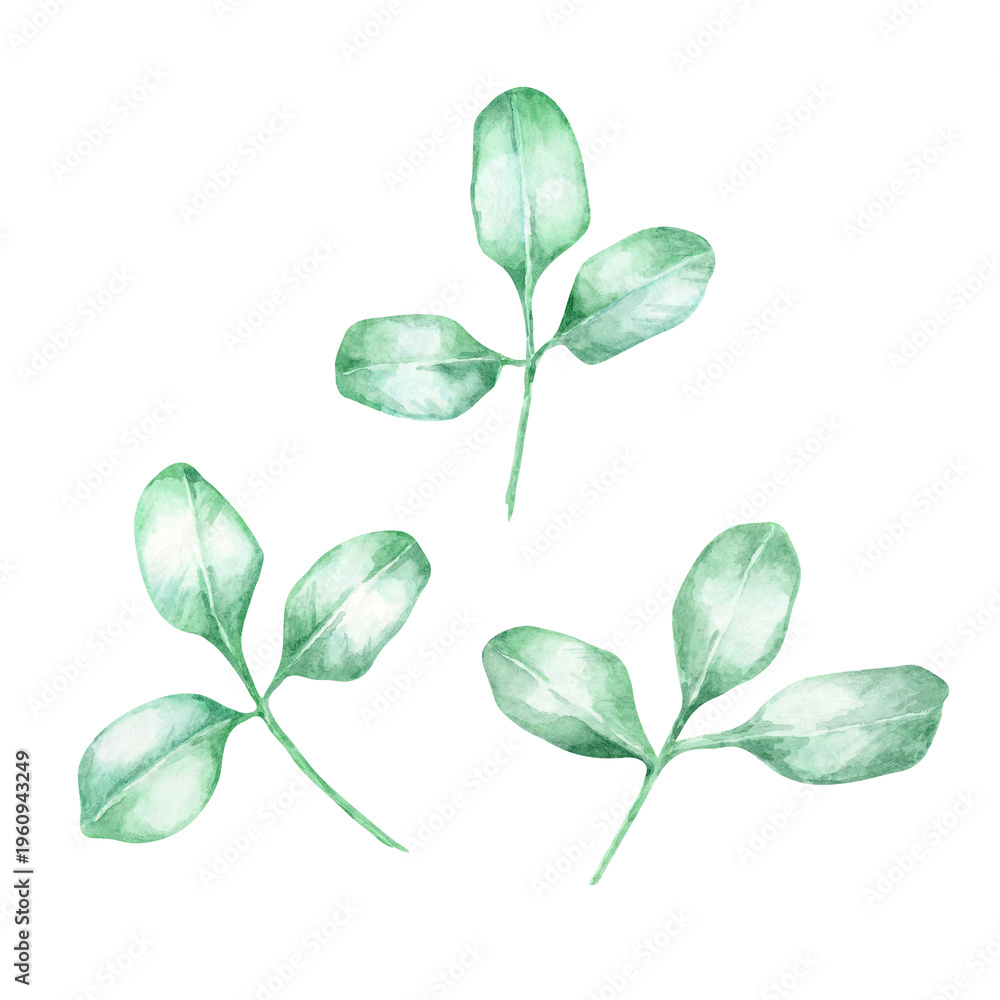 Fototapeta premium Green moringa leaves in soft fresh tones as watercolor illustration, hand drawn botanical clipart. Ideal for herbal branding, packaging design, natural product labels, wellness prints, stationery