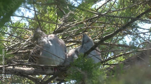 Australian Crested Pigeon (Ocyphaps lophotes) fledgling cuddling and preening with parents in tree 4k