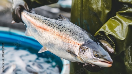 A fish farm worker holding a salmon fish.