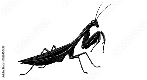 A black praying mantis standing on a in a threatening stance