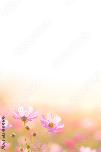 Rosa Blüten im Gegenlicht 