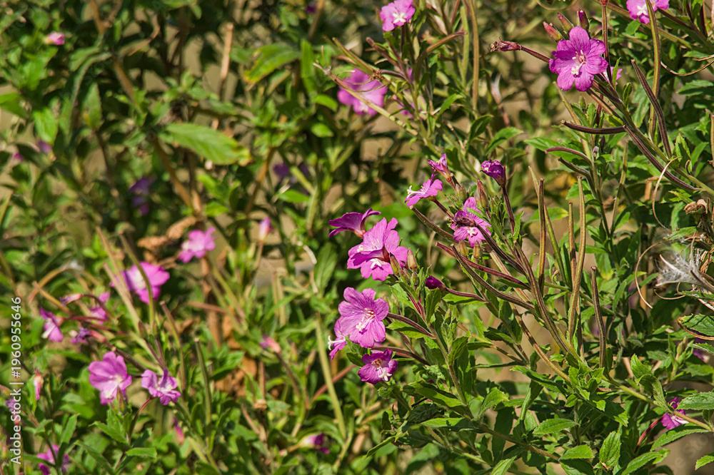 Obraz premium pink flowers and green leaves of great willowherb - Epilobium hirsutum 