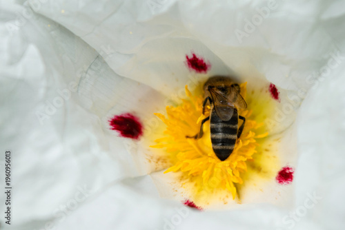 Fotografía Macroscopic entomological study of the thorax, abdomen, and wings of a honeybee during feeding