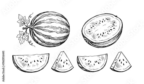Hand-drawn watermelon sketches of whole, sliced, and sectioned pieces