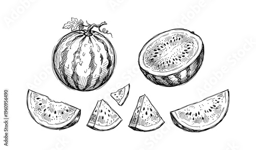 Hand-drawn watermelon sketch: whole, halved, and sliced views in black and white