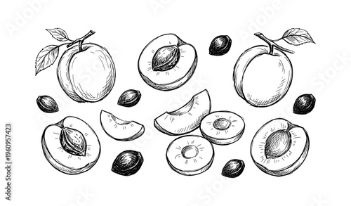 Hand-drawn plum and slice illustrations with leaves and pits