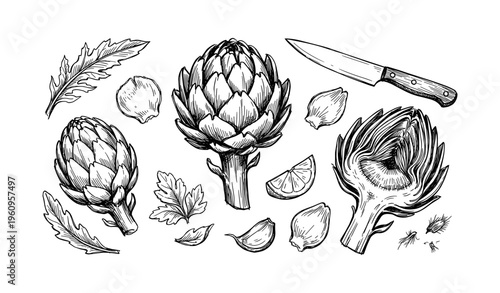 Hand-drawn artichokes with knife and leaves in black and white illustration
