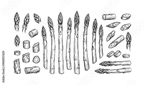 Hand-drawn asparagus spears and slices in black and white