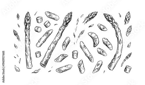 Black and white asparagus illustration with sliced stalks and spears