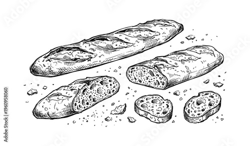 Detailed sketch of sliced baguette: rustic artisan bread illustration with crumbs