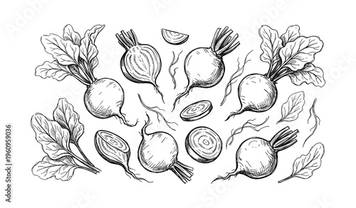 Hand-drawn beetroots and leaves illustration with sliced beets
