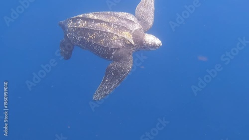 Leatherback Sea Turtle Swimming with Remora in Ocean