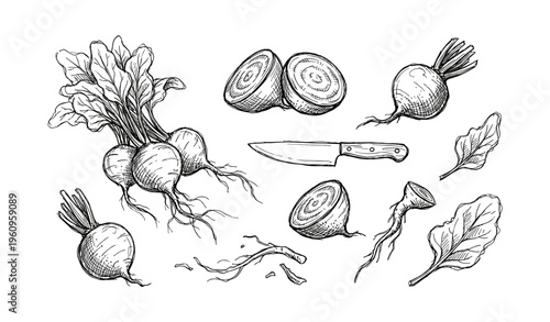 Hand-drawn beetroot illustrations with sliced sections and knife