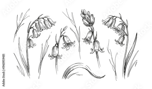 Detailed black and white botanical drawings of bell shaped flowers and leaves