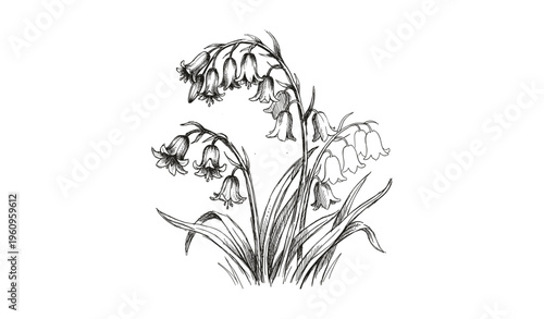 Detailed botanical sketch of bellflowers with graceful stems and leaves