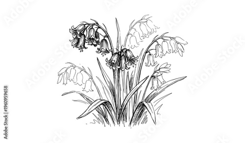 Black and white botanical drawing of bluebell flowers with detailed line art