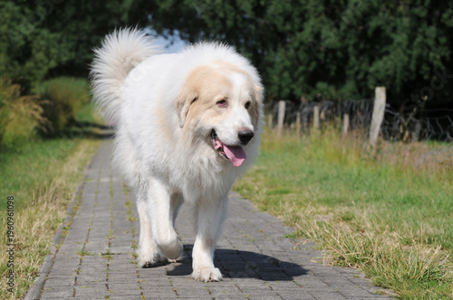 Great Pyrenees dog running on a rural path along the edge of a field in the countryside, natural landscape, active livestock guardian dog outdoors.
